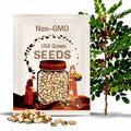 Pistachio Tree Seeds (Pistacia vera): Edible Garden, Hardy Zones 7-11