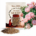 Aster Peony Apricot x 25 Seeds