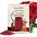 50+ Red Gerbera Spider Daisy Seeds – Unique Spiky Petal Blooms for Garden Planting, Bold Red Summer Flowers for Beds & Pots – USA