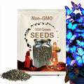 50 Rare Blue Butterfly Coleus Seeds - Heirloom Ornamental Foliage
