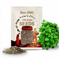 1000 Organic Mint Seeds - Heirloom, Non-GMO for Herbal Teas & Garden Planting