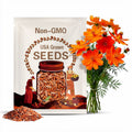 Orange Cosmos Flower Seeds - Grow Beautiful Flowers Indoors, Outdoors, In Pots, Grow Beds, Soil, Hydroponics & Aquaponics